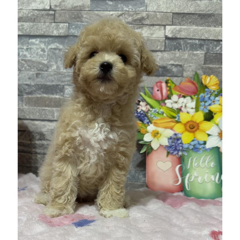 商談中の兵庫県のビションプー:ビションフリーゼ×トイプードル-422945の3枚目