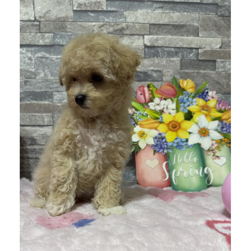 商談中の兵庫県のビションプー:ビションフリーゼ×トイプードル-422945の2枚目