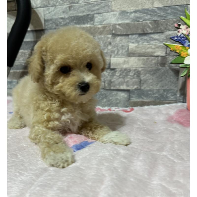 販売中の兵庫県のビションプー:ビションフリーゼ×トイプードル-422945