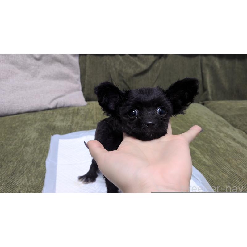 成約済の茨城県のポメプー:ポメラニアン×トイプードル-417234の3枚目