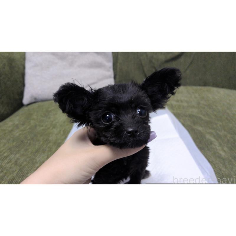 成約済の茨城県のポメプー:ポメラニアン×トイプードル-417234の2枚目