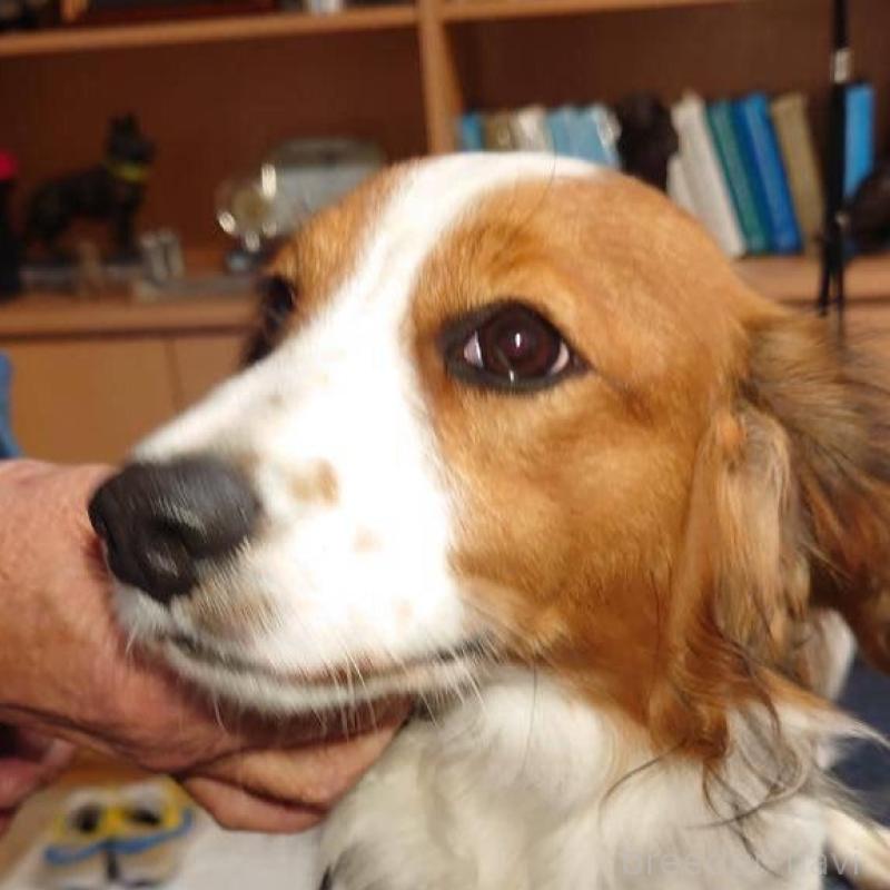 販売中の福岡県のコーイケルホンディエ-427333の1枚目