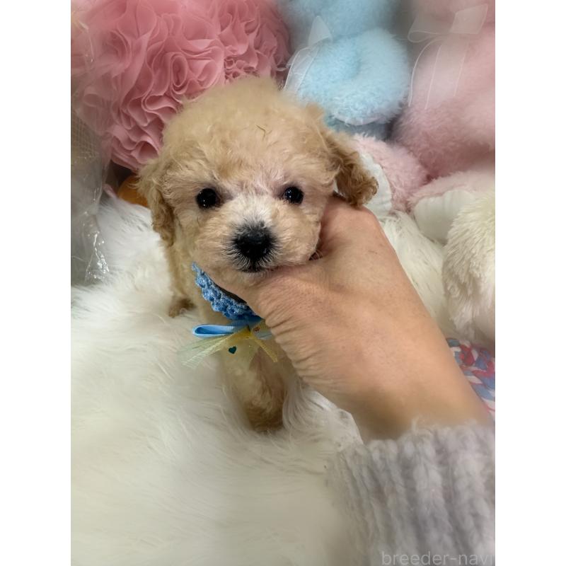 販売中の香川県のティーカッププードル-427342の5枚目