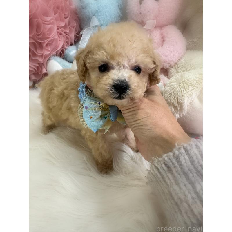販売中の香川県のティーカッププードル-427342の4枚目