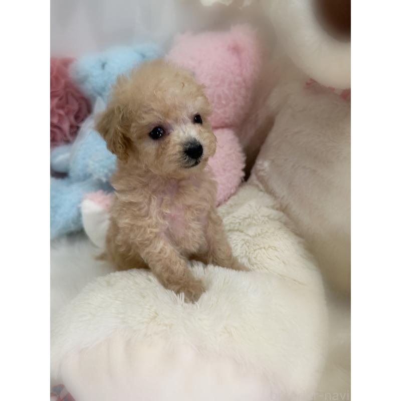 販売中の香川県のティーカッププードル-427342の3枚目