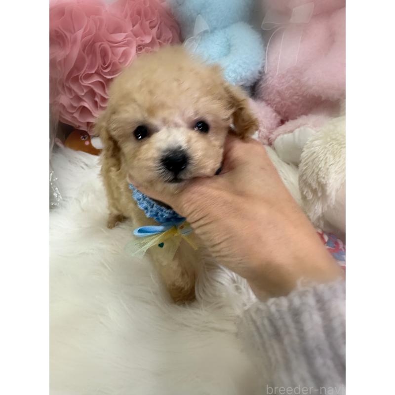 販売中の香川県のティーカッププードル-427342の2枚目