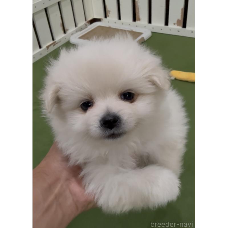 販売中の福岡県のポメラニアン-427341の4枚目