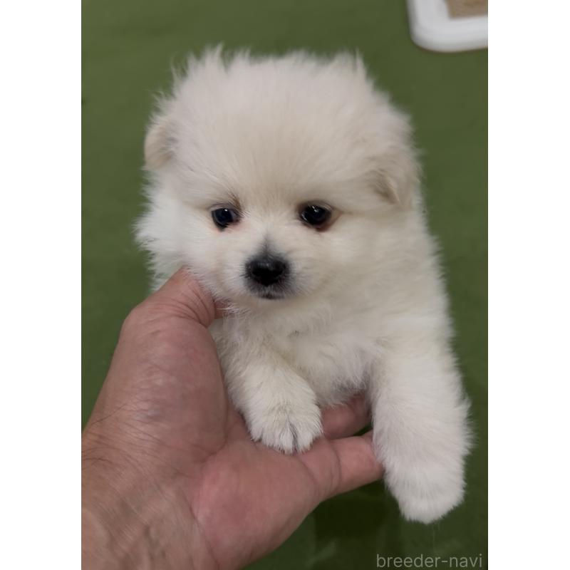 販売中の福岡県のポメラニアン-427341の3枚目