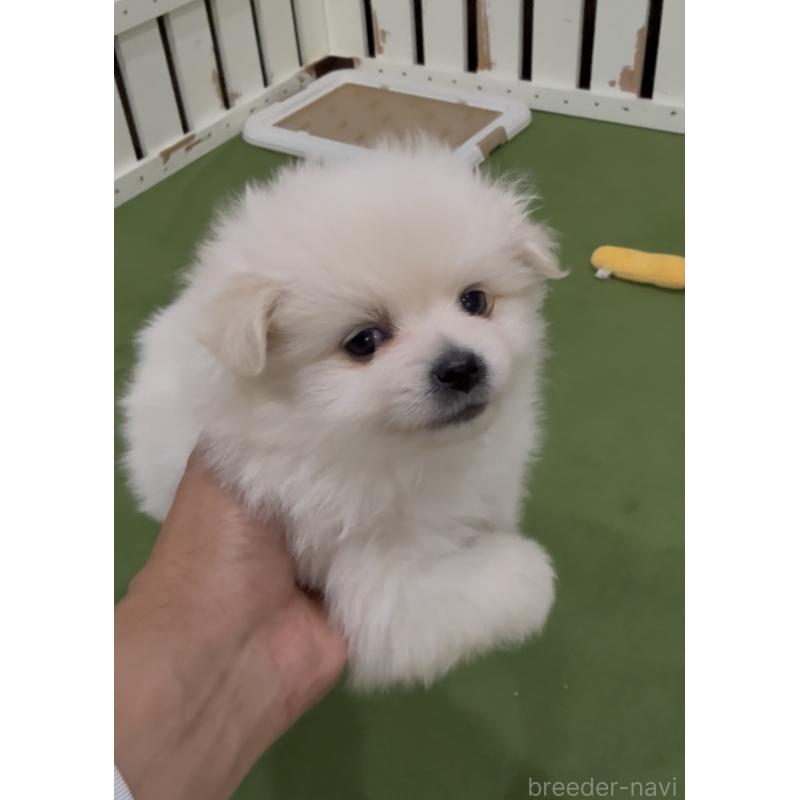 販売中の福岡県のポメラニアン-427341の2枚目