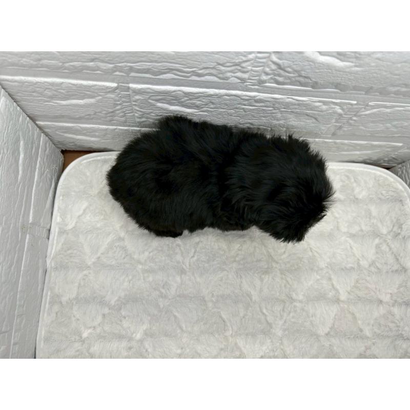 販売中の茨城県のミックス犬-427347の9枚目