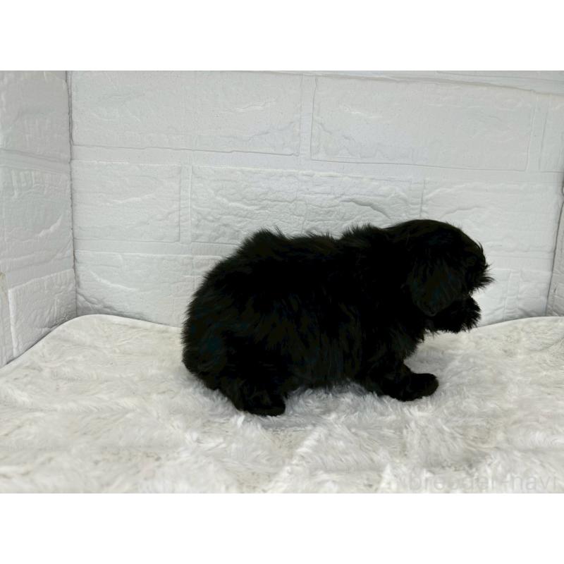 販売中の茨城県のミックス犬-427347の6枚目