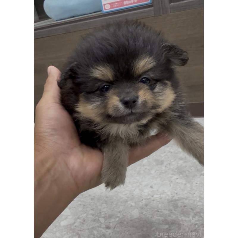 販売中の福岡県のポメラニアン-427343の4枚目