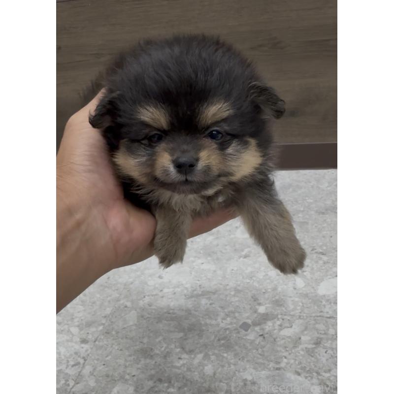 販売中の福岡県のポメラニアン-427343の3枚目