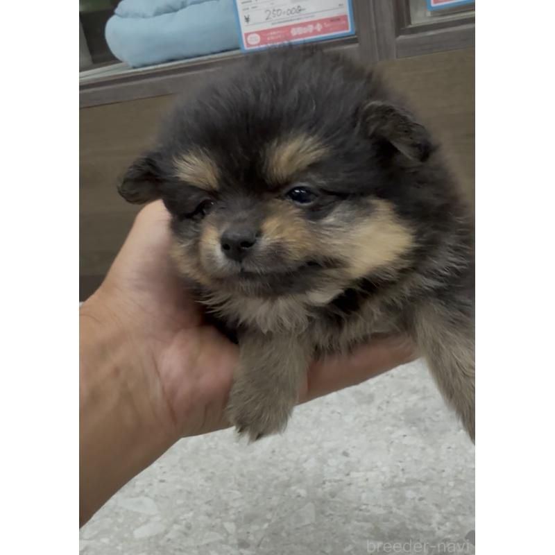 販売中の福岡県のポメラニアン-427343の2枚目