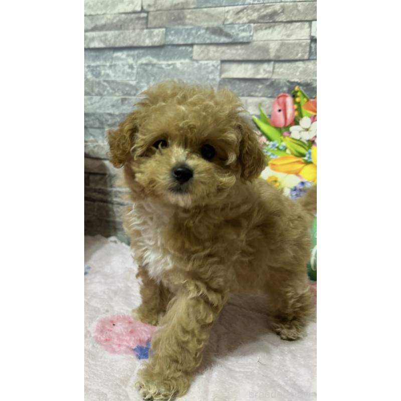 商談中の兵庫県のビションプー:ビションフリーゼ×トイプードル-427345の3枚目