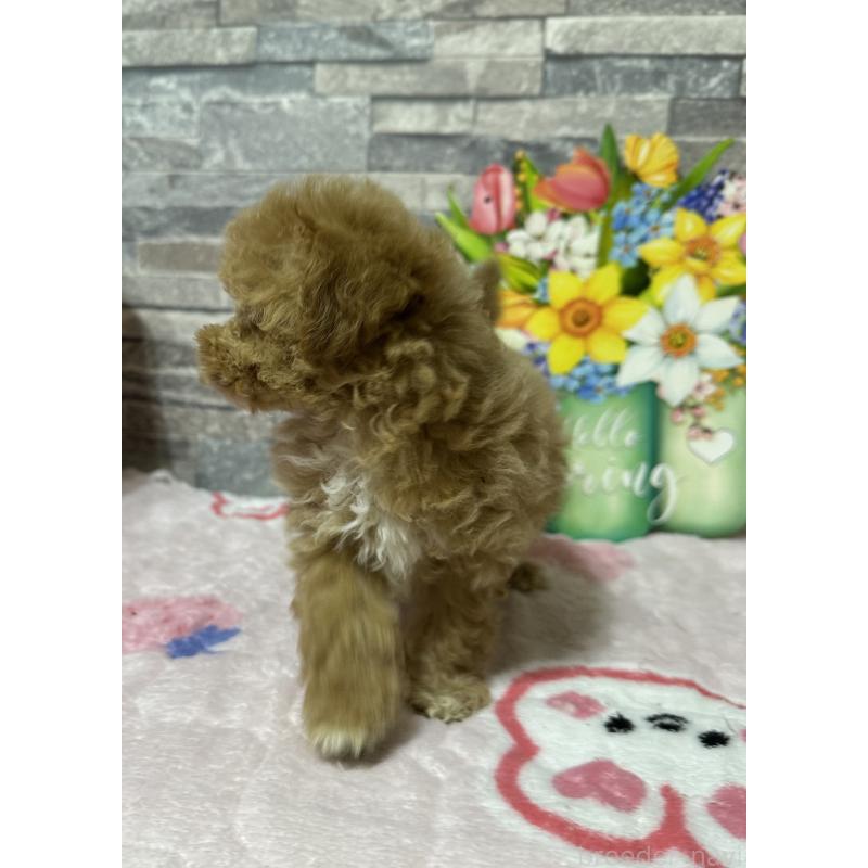 商談中の兵庫県のビションプー:ビションフリーゼ×トイプードル-427345の2枚目