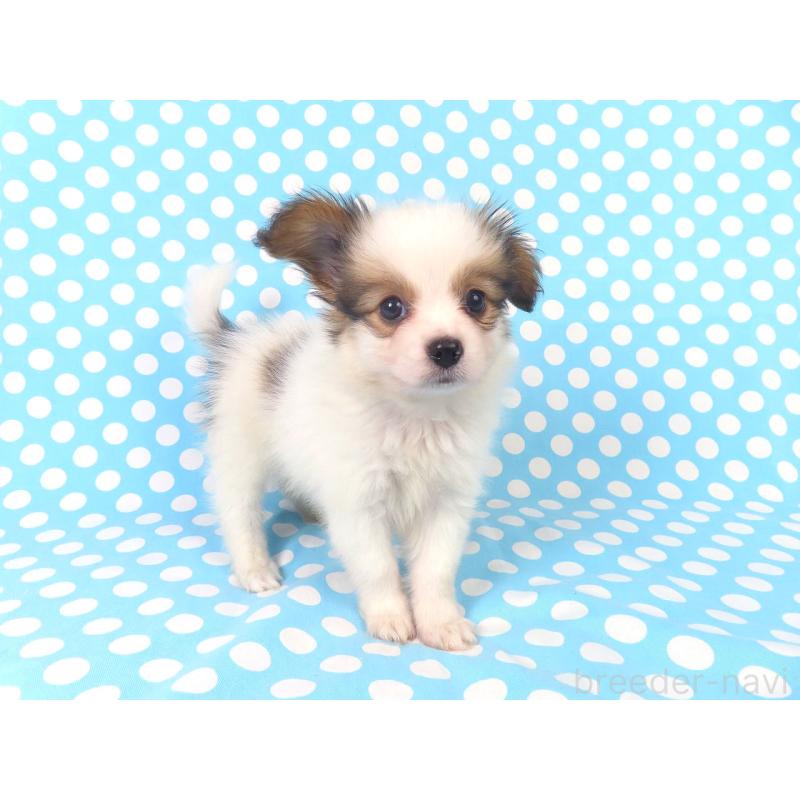 販売中の千葉県のパピヨン-422776の9枚目