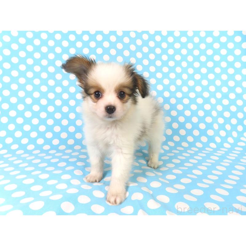 販売中の千葉県のパピヨン-422776の8枚目