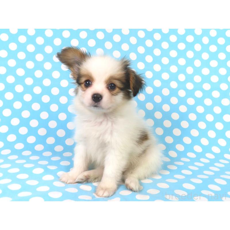 販売中の千葉県のパピヨン-422776の7枚目