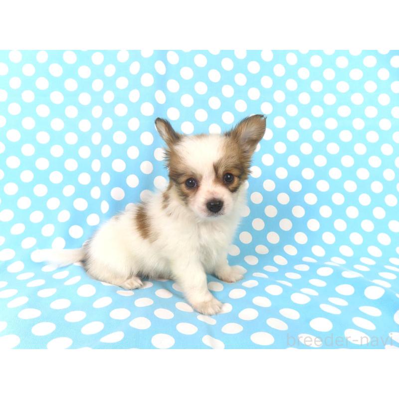 成約済の千葉県のパピヨン-422778の9枚目