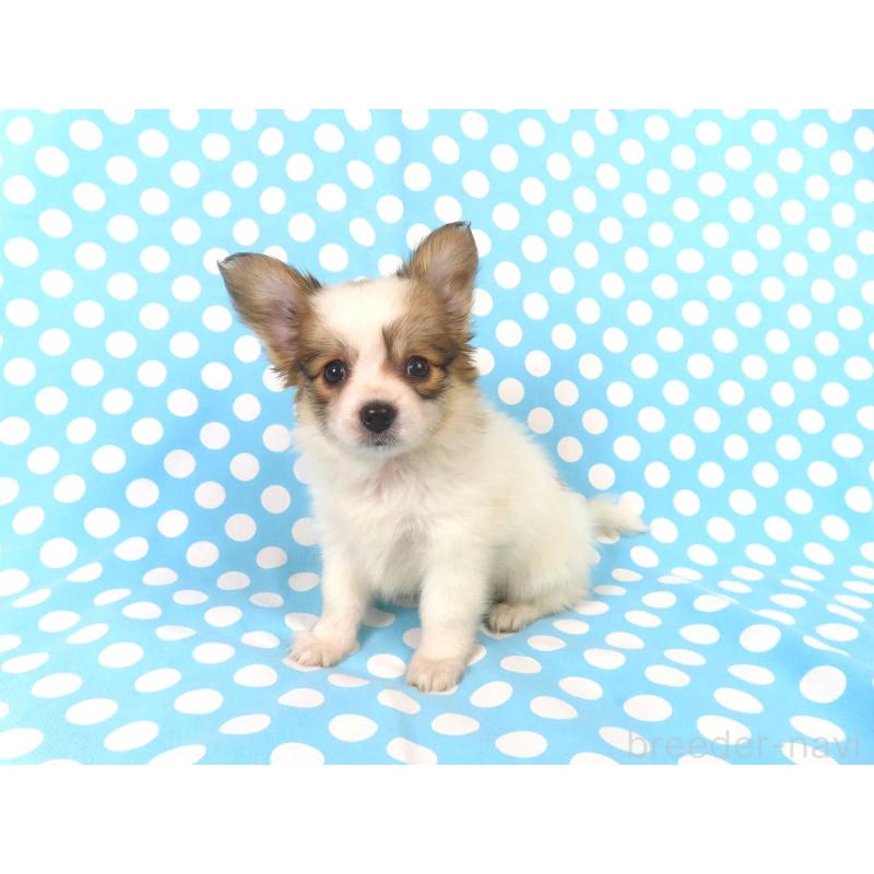 成約済の千葉県のパピヨン-422778の8枚目