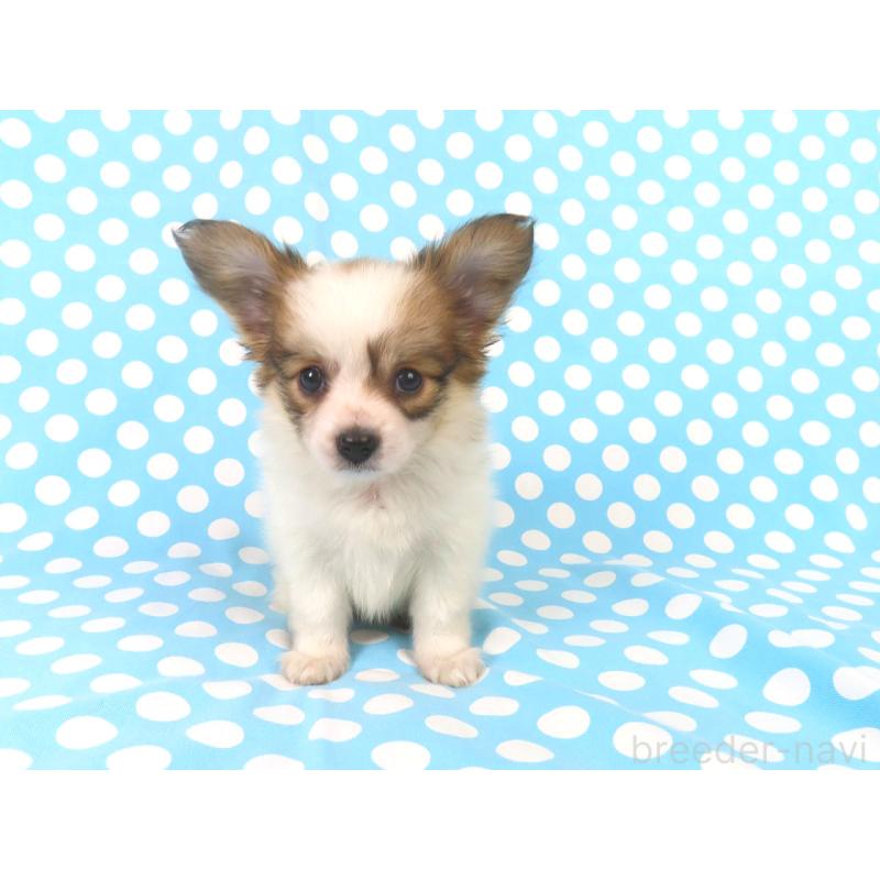 成約済の千葉県のパピヨン-422778の7枚目