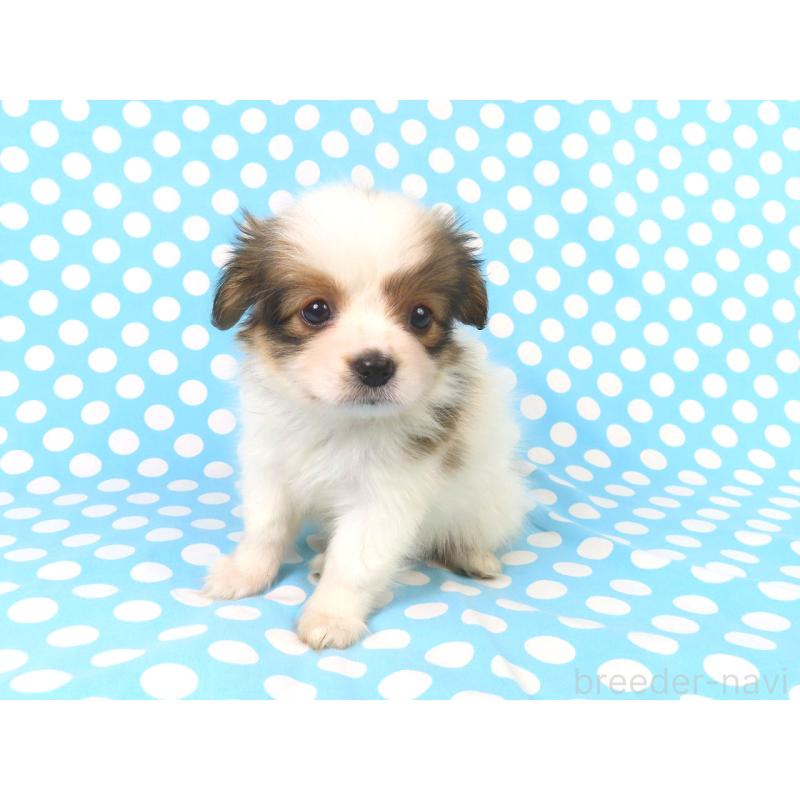 販売中の千葉県のパピヨン-422784の9枚目