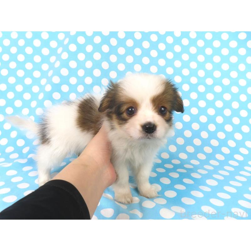 販売中の千葉県のパピヨン-422784の8枚目