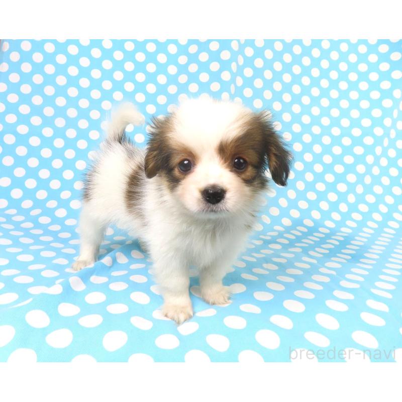 販売中の千葉県のパピヨン-422784の7枚目