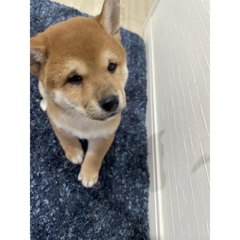 販売中の大阪府の柴犬-427344の5枚目