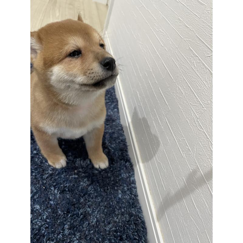 販売中の大阪府の柴犬-427344の4枚目