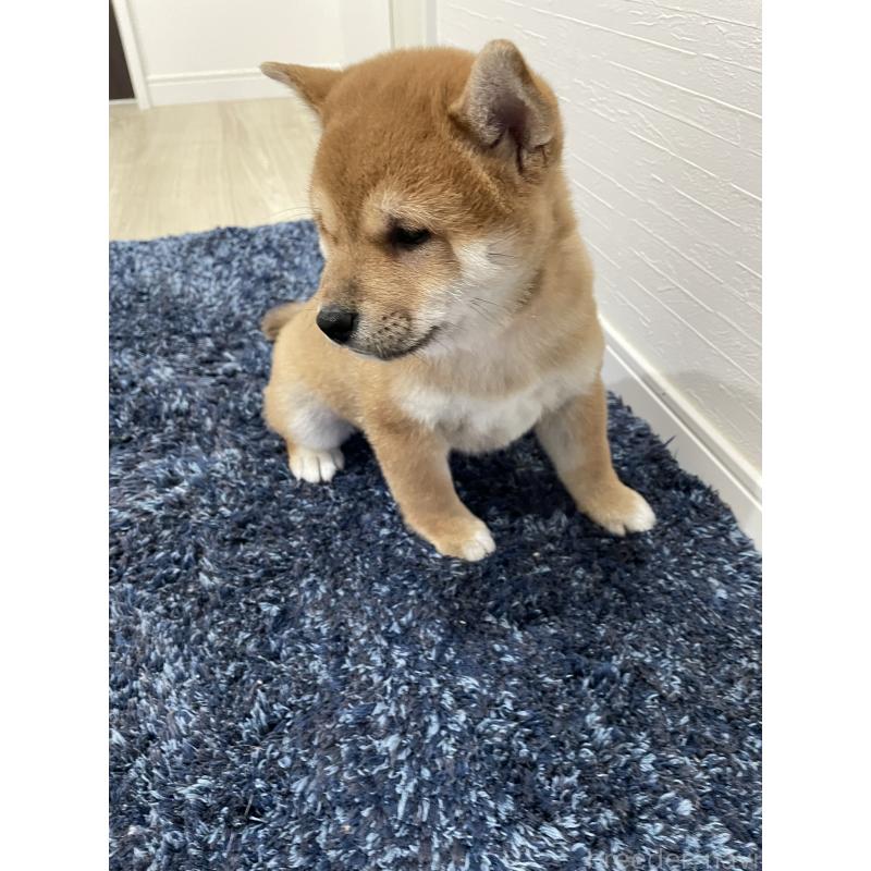 販売中の大阪府の柴犬-427344の3枚目