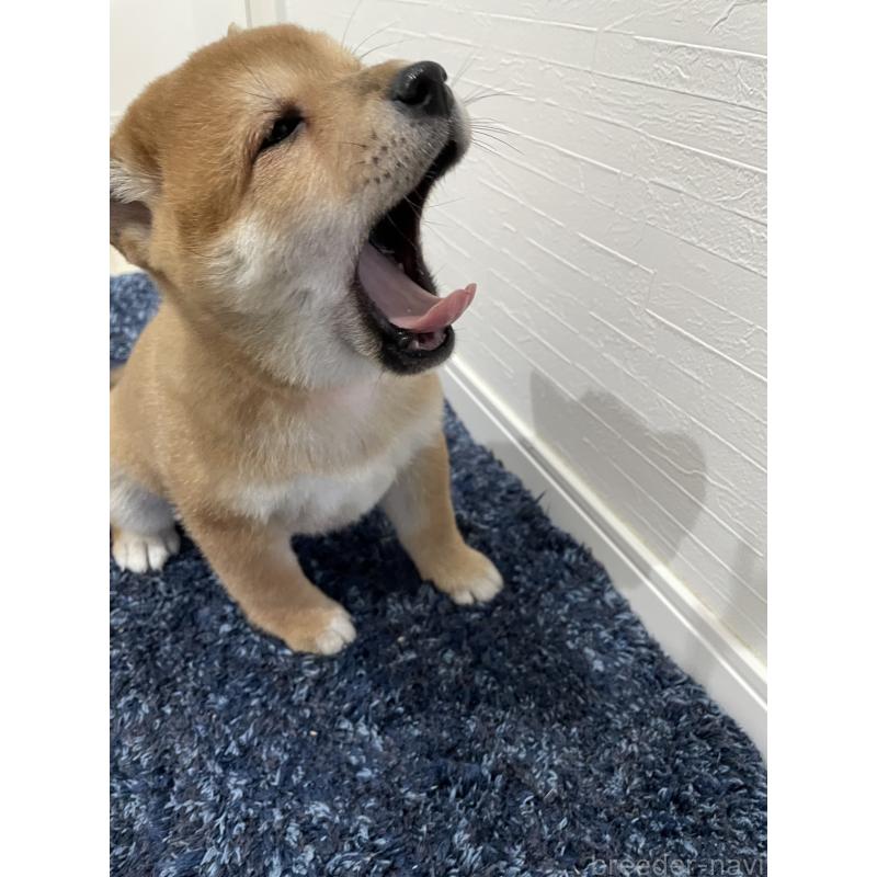 販売中の大阪府の柴犬-427344の2枚目