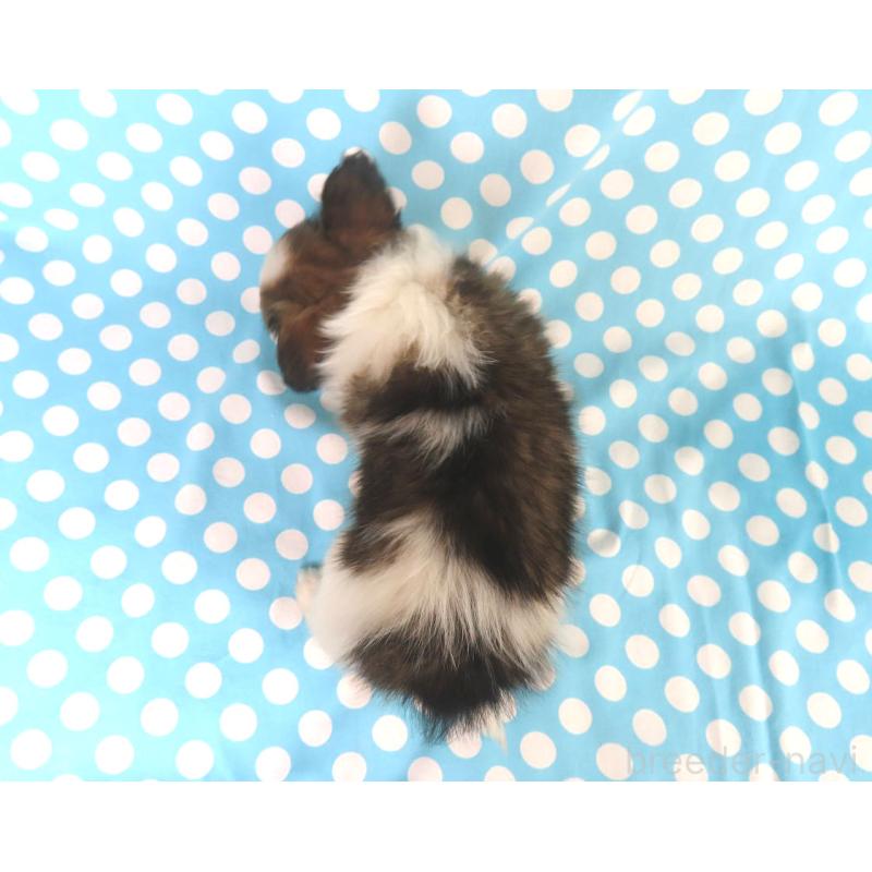 販売中の千葉県のパピヨン-423051の15枚目