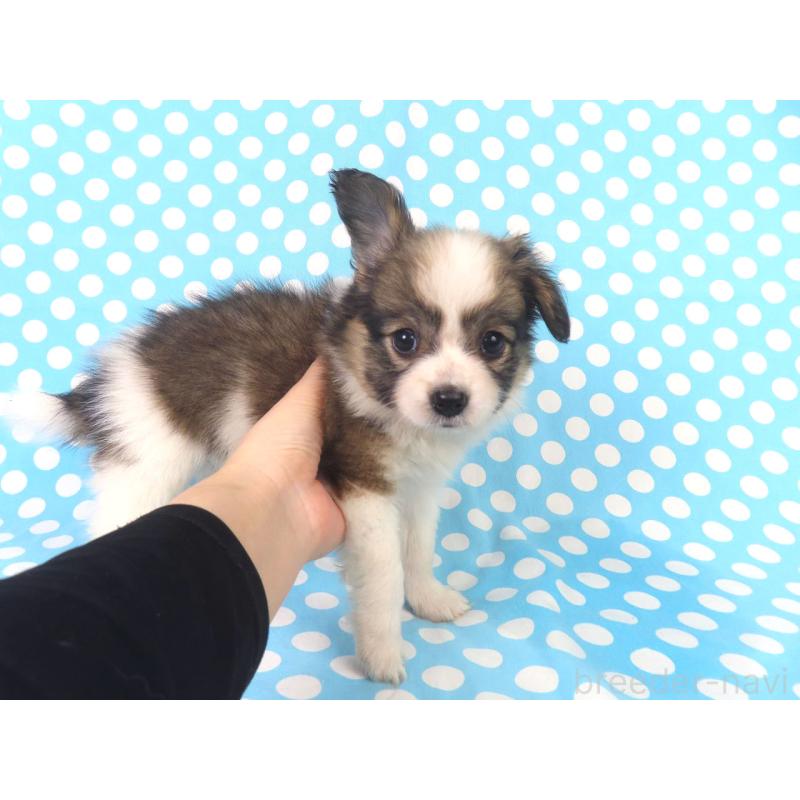 販売中の千葉県のパピヨン-423051の14枚目