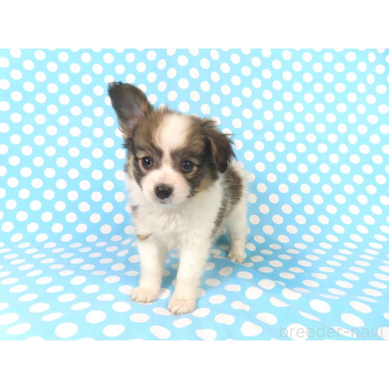 販売中の千葉県のパピヨン-423051の13枚目