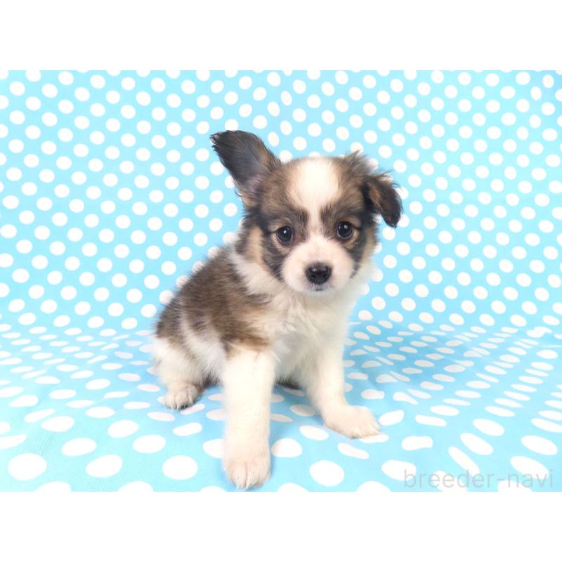 販売中の千葉県のパピヨン-423051の12枚目