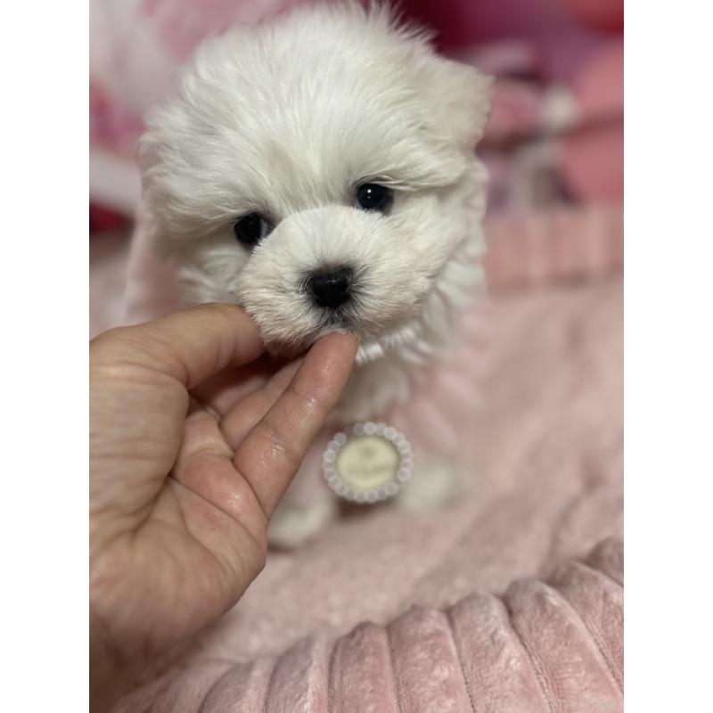 販売中の埼玉県のマルチーズ-427172の1枚目