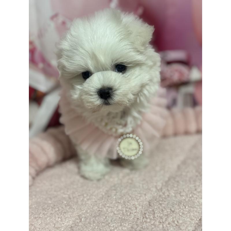 販売中の埼玉県のマルチーズ-427172の10枚目