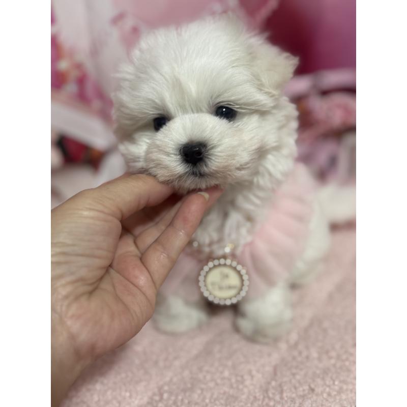 販売中の埼玉県のマルチーズ-427172の9枚目