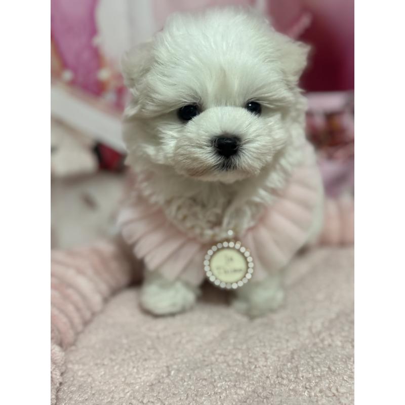 販売中の埼玉県のマルチーズ-427172の7枚目