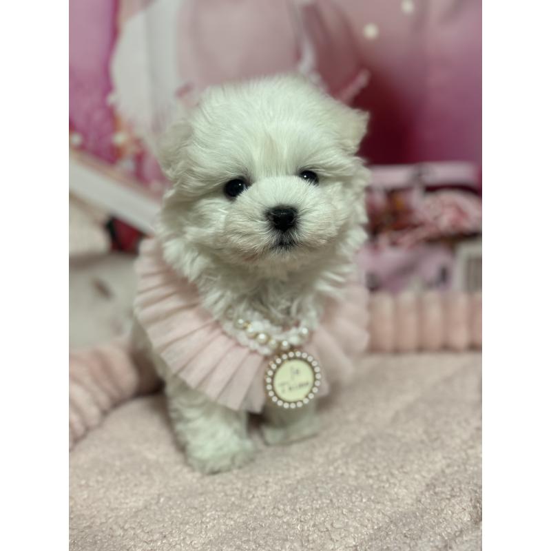 販売中の埼玉県のマルチーズ-427172の6枚目