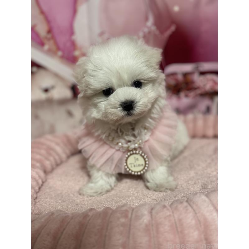 販売中の埼玉県のマルチーズ-427172の5枚目