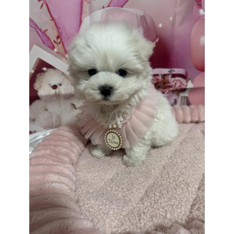 販売中の埼玉県のマルチーズ-427172の4枚目