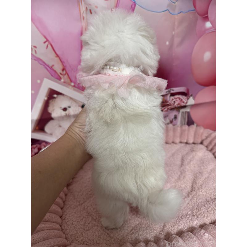 販売中の埼玉県のマルチーズ-427172の3枚目