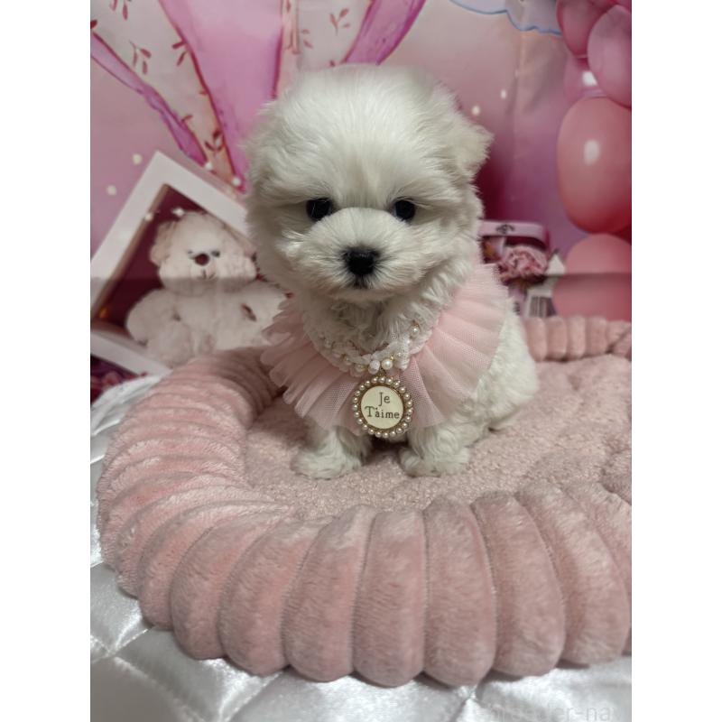 販売中の埼玉県のマルチーズ-427172の2枚目