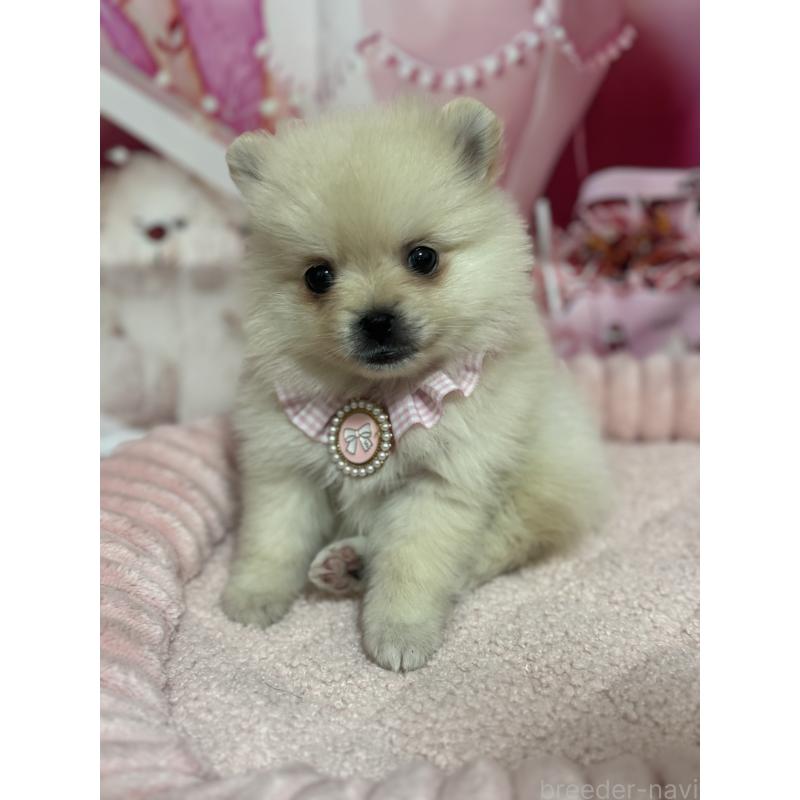 販売中の埼玉県のポメラニアン-427174の1枚目