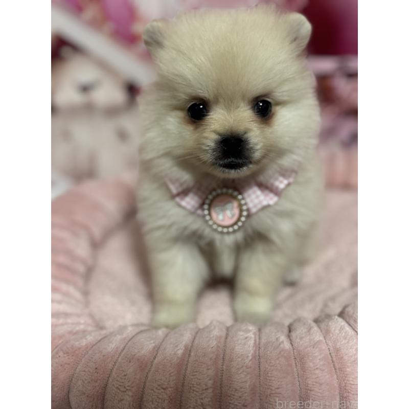 販売中の埼玉県のポメラニアン-427174の8枚目