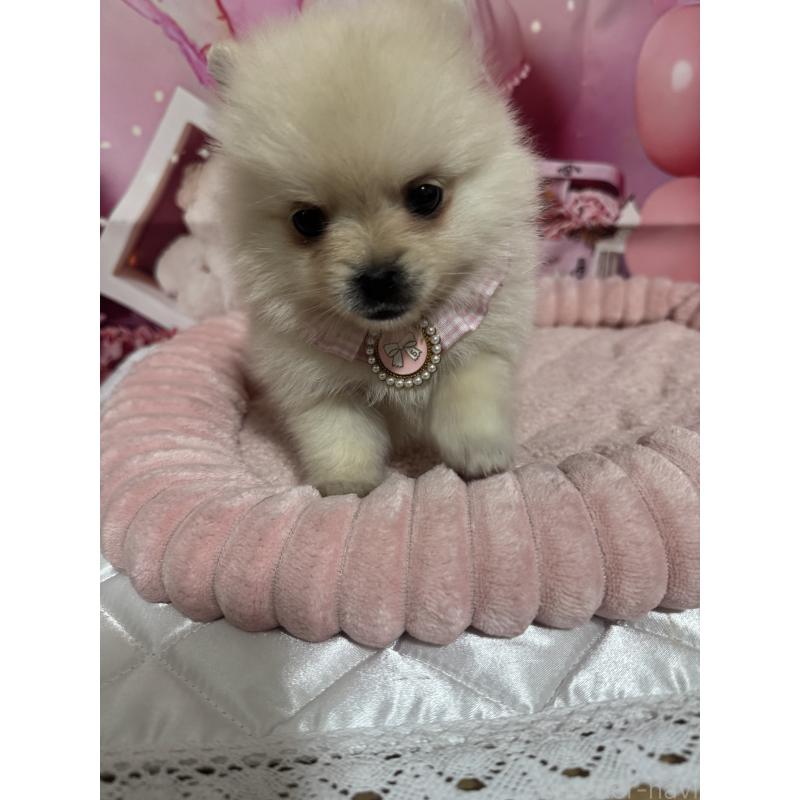 販売中の埼玉県のポメラニアン-427174の6枚目