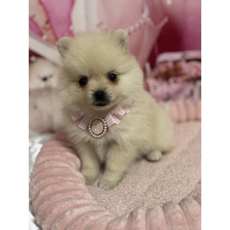 販売中の埼玉県のポメラニアン-427174の5枚目